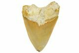 Serrated, Fossil Megalodon Tooth From Morocco - Rare Location #384263-2